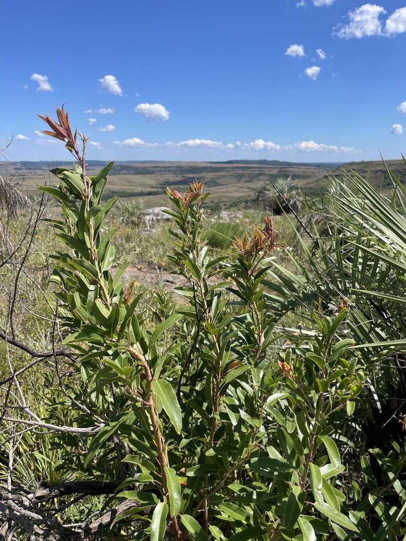 Agarista eucalyptoides