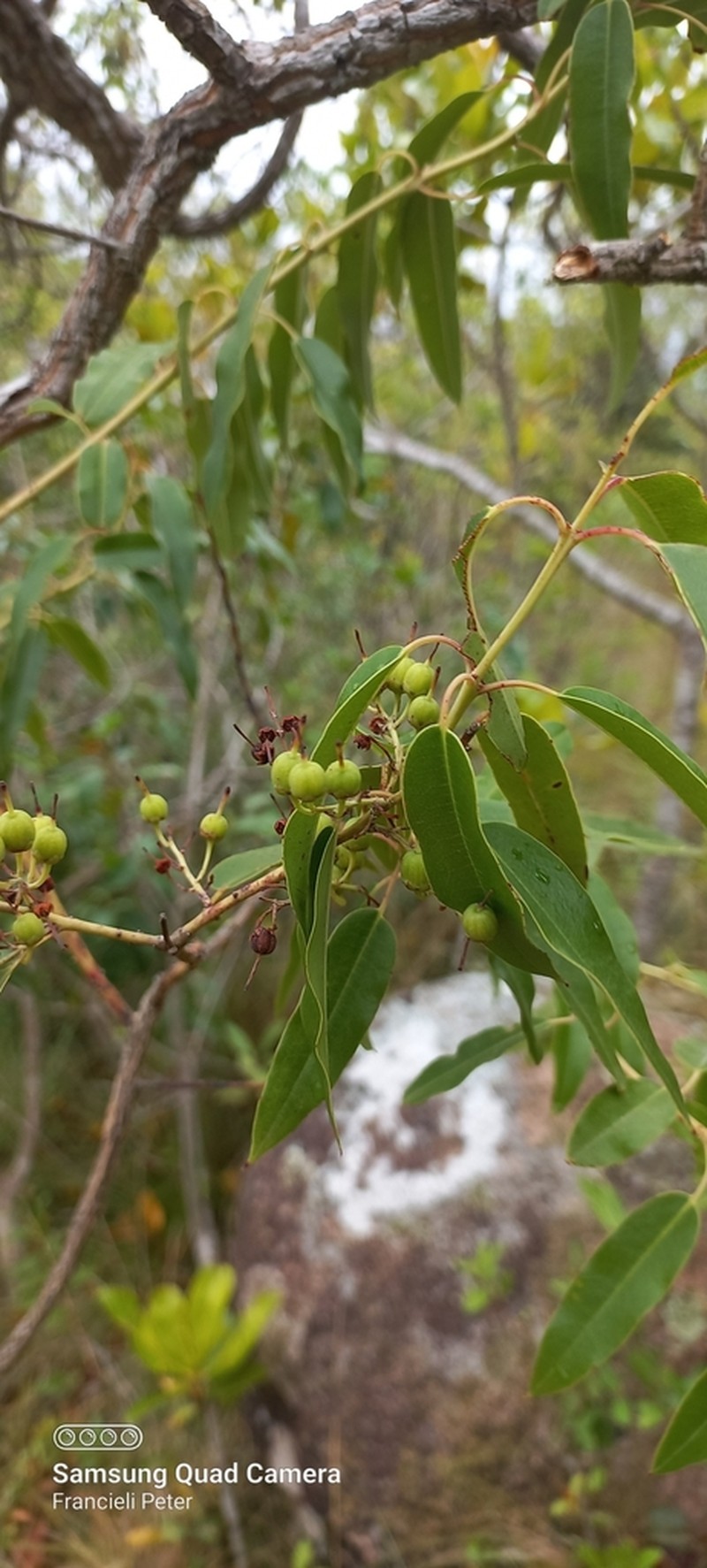 Agarista eucalyptoides photo 2