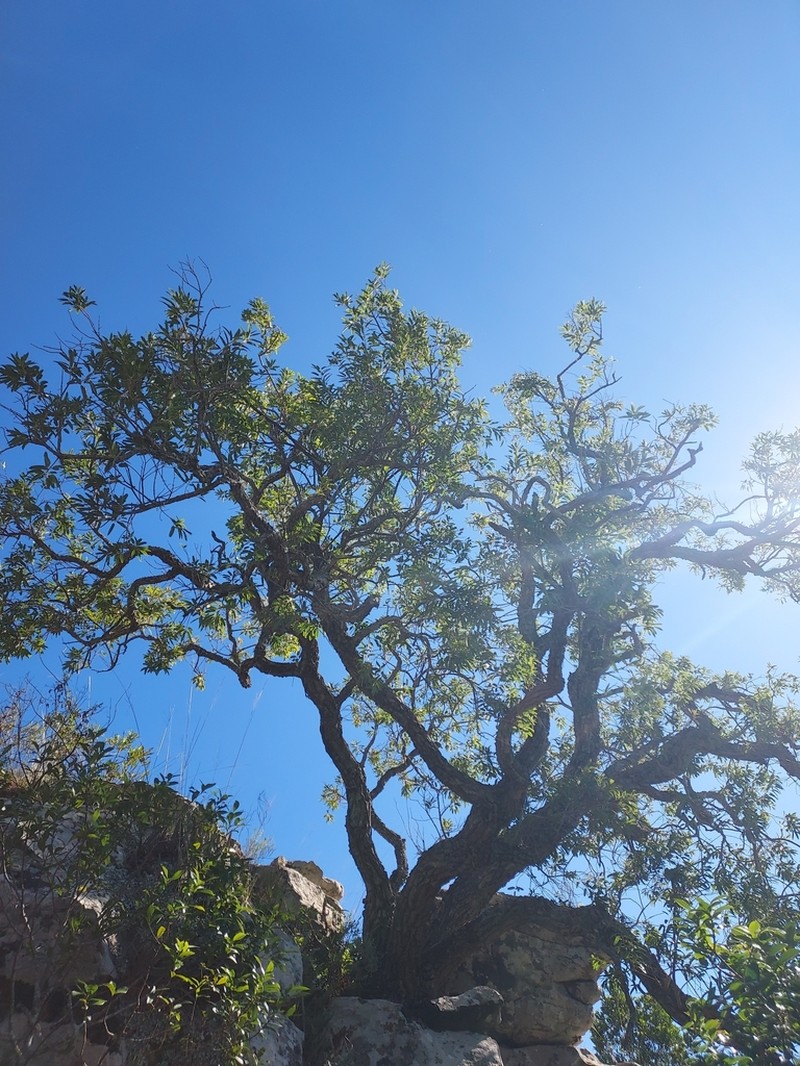 Agarista eucalyptoides photo 3