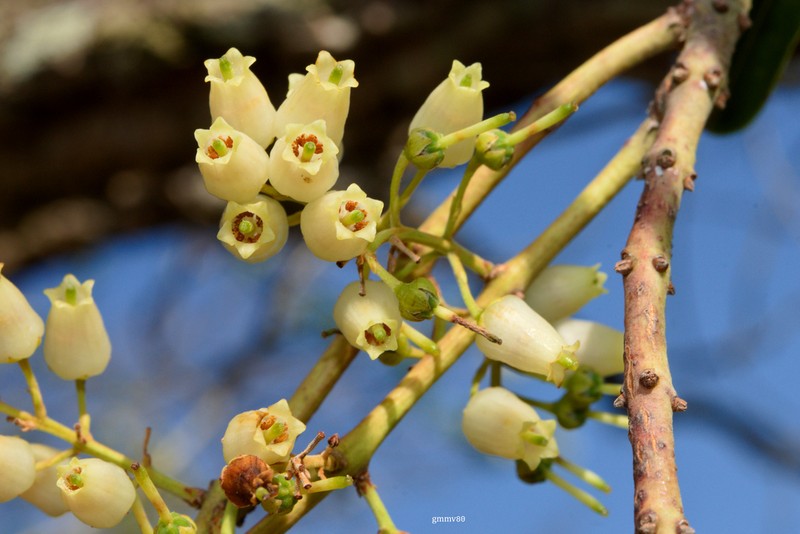 Agarista eucalyptoides photo 4