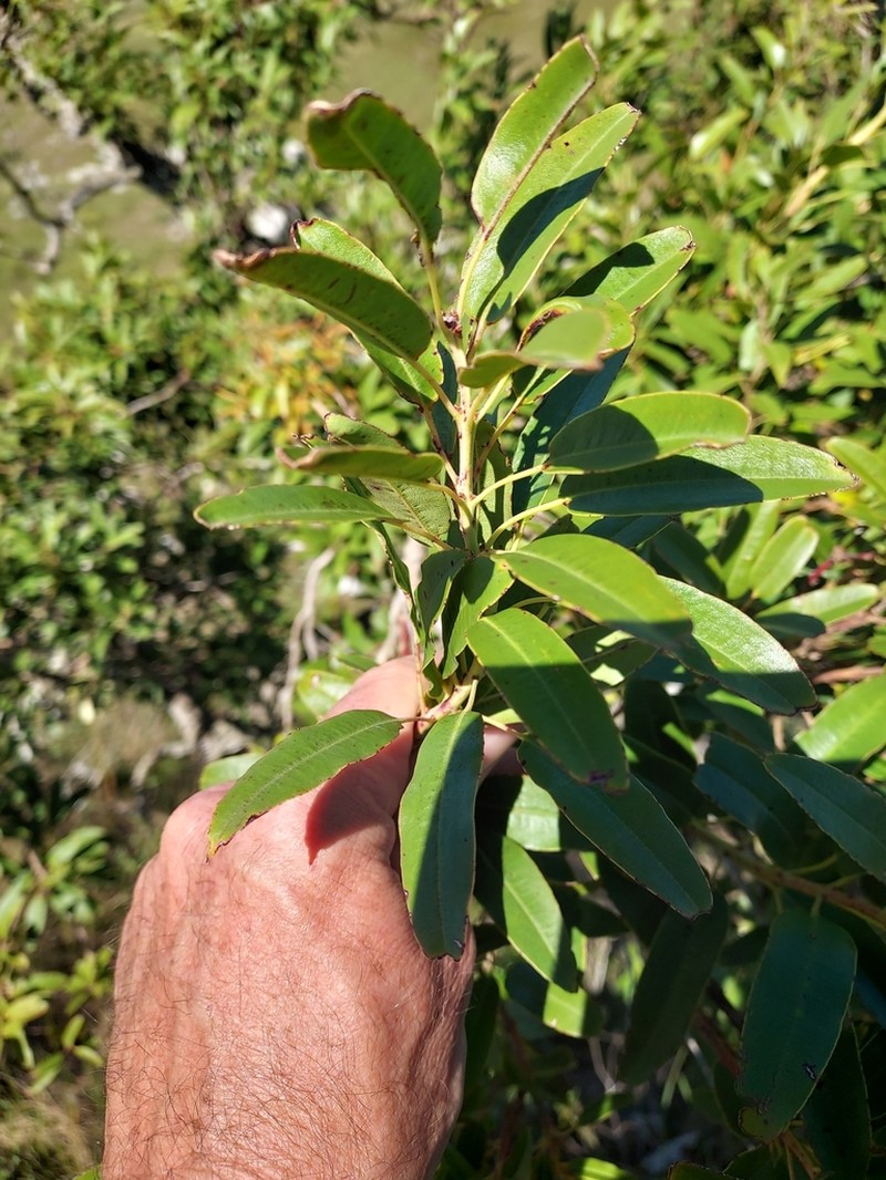 Agarista eucalyptoides photo 5