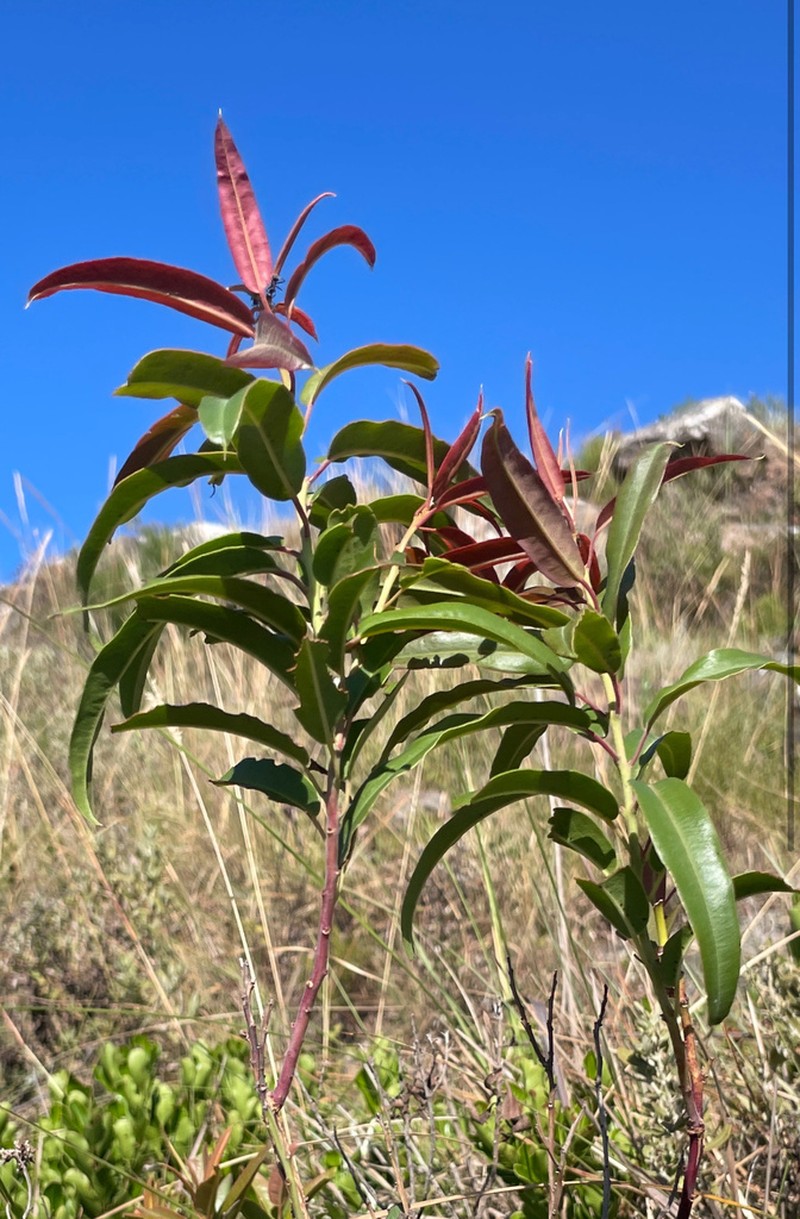 Agarista eucalyptoides photo 6