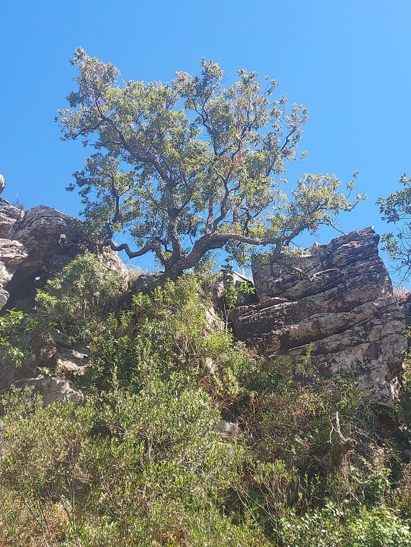 Agarista eucalyptoides photo 8