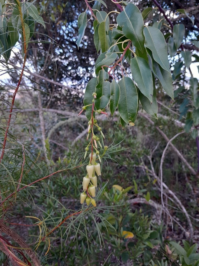 Agarista glaberrima