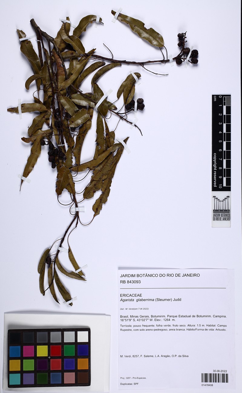 Agarista glaberrima photo 3