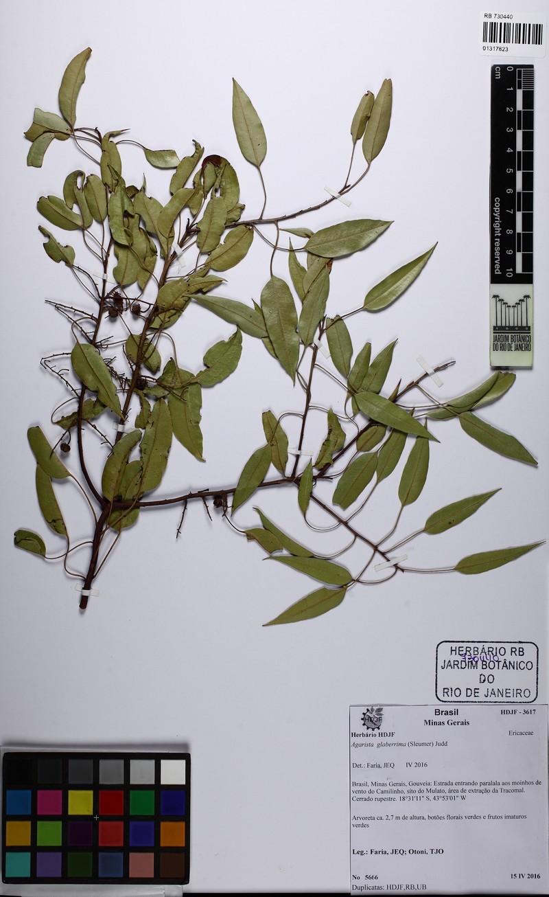 Agarista glaberrima photo 4