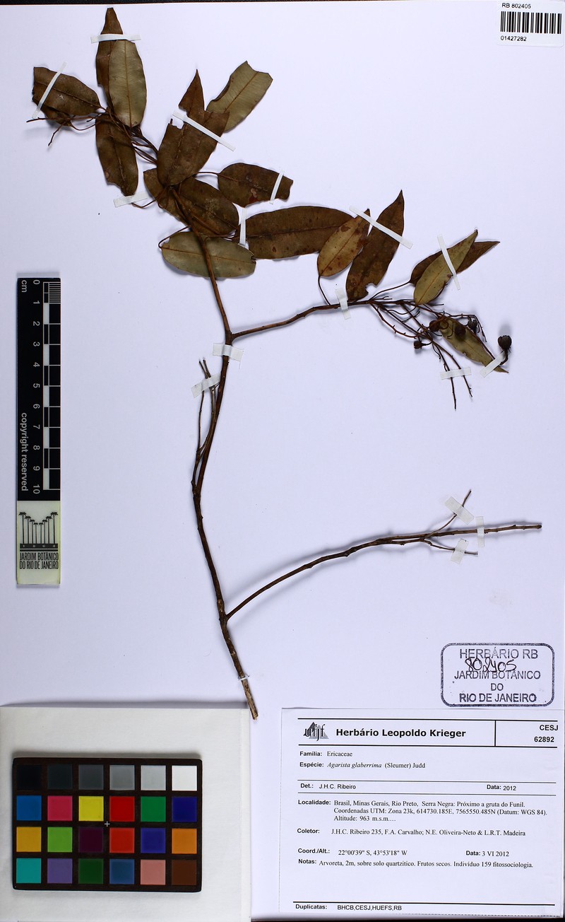 Agarista glaberrima photo 6