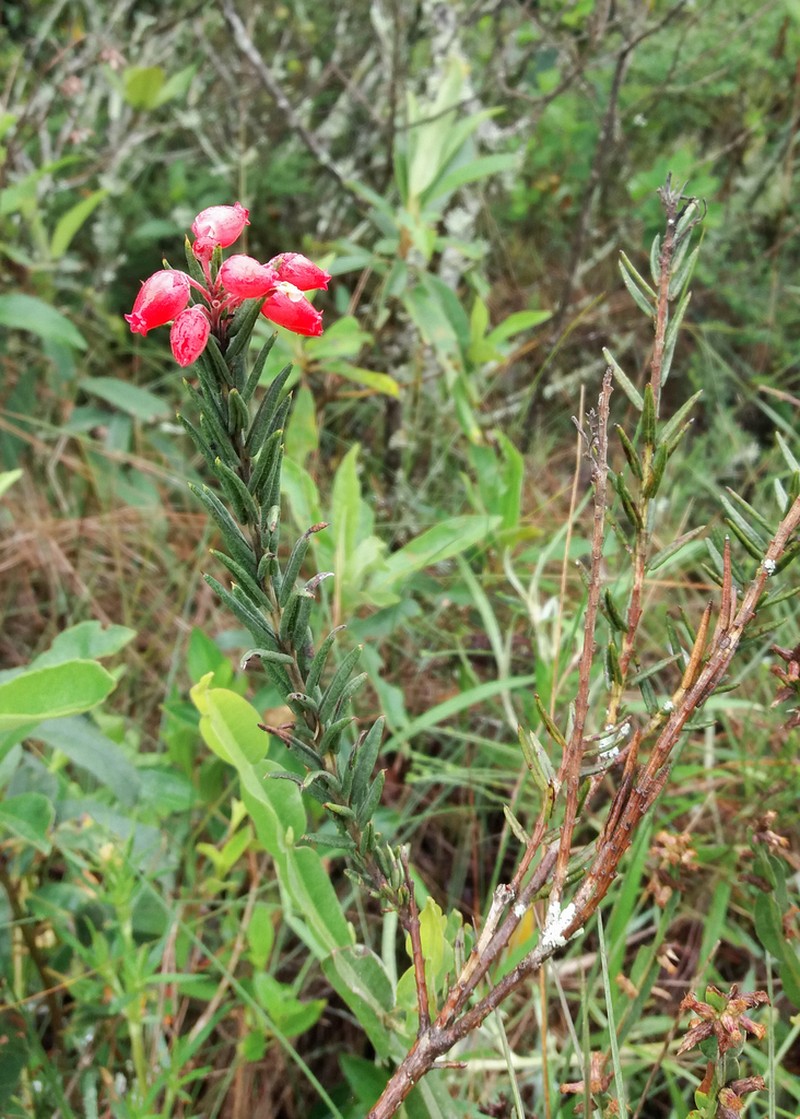 Agarista hispidula photo 5