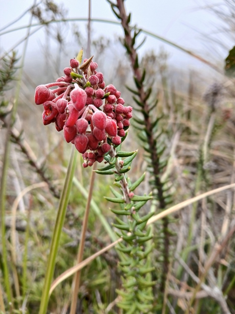 Agarista hispidula photo 6