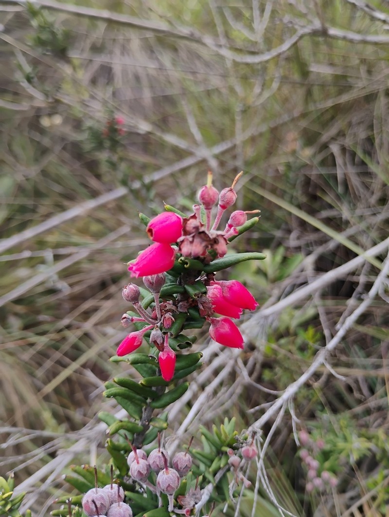 Agarista hispidula photo 7