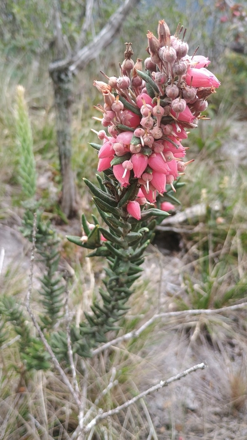 Agarista hispidula photo 8