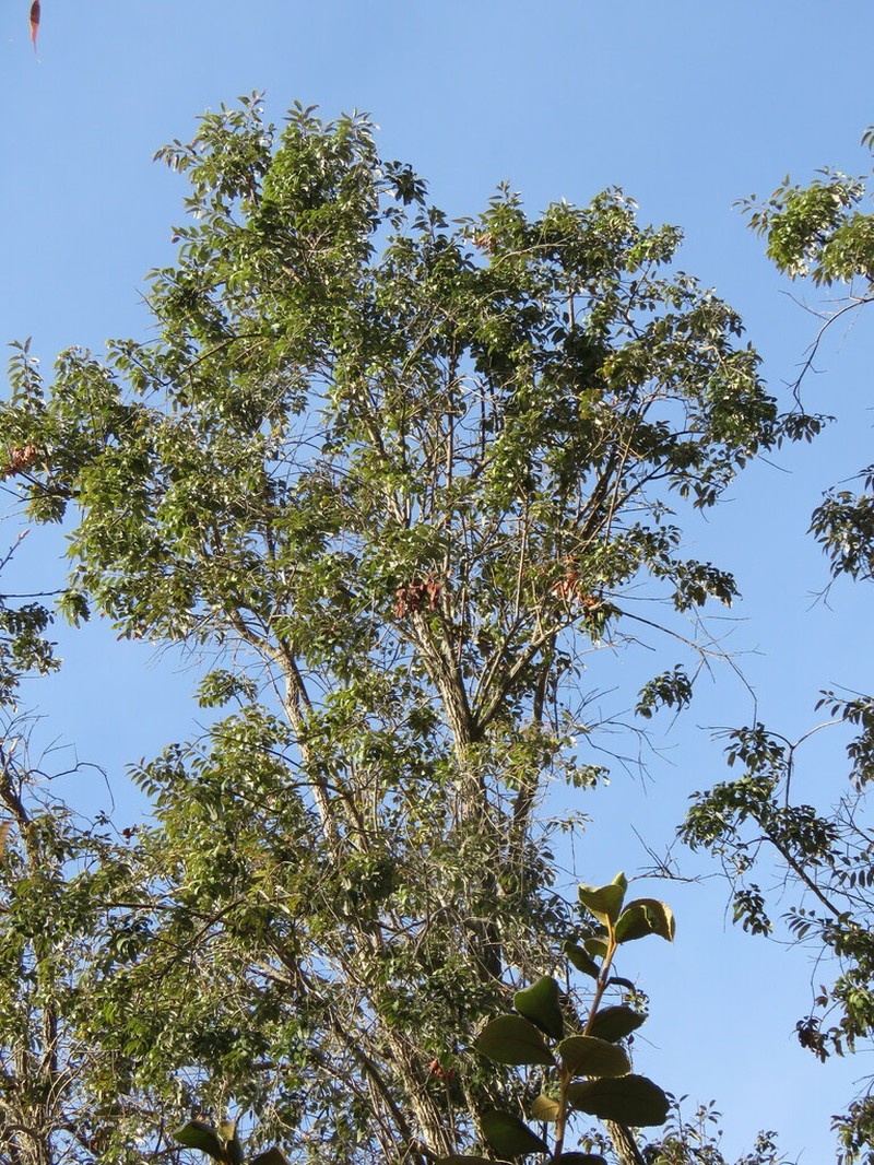 Agarista mexicana