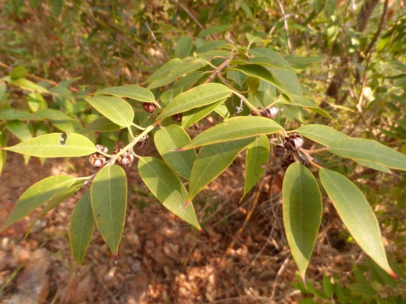 Agarista mexicana photo 2