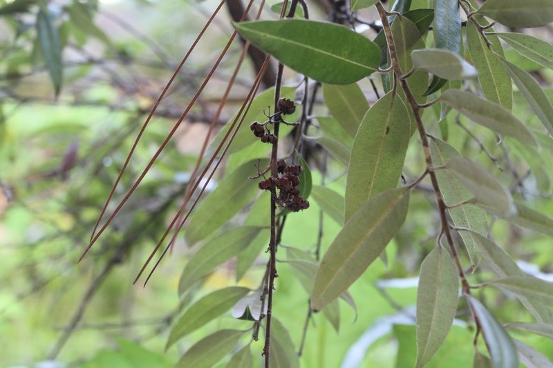 Agarista mexicana photo 5