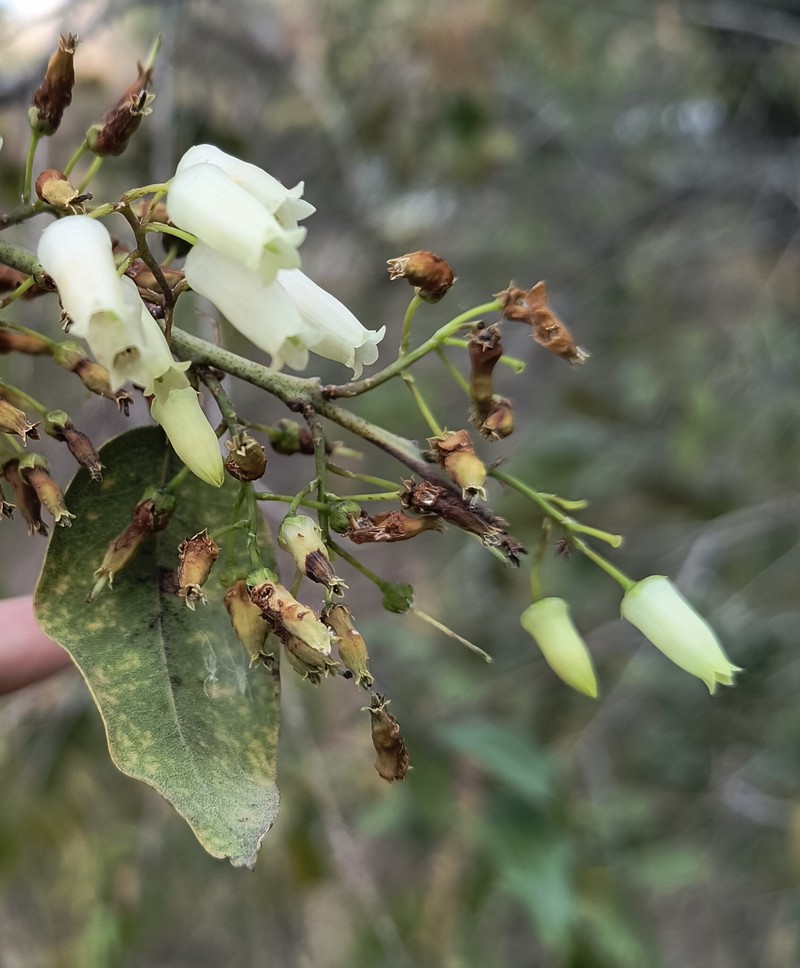 Agarista mexicana var. mexicana