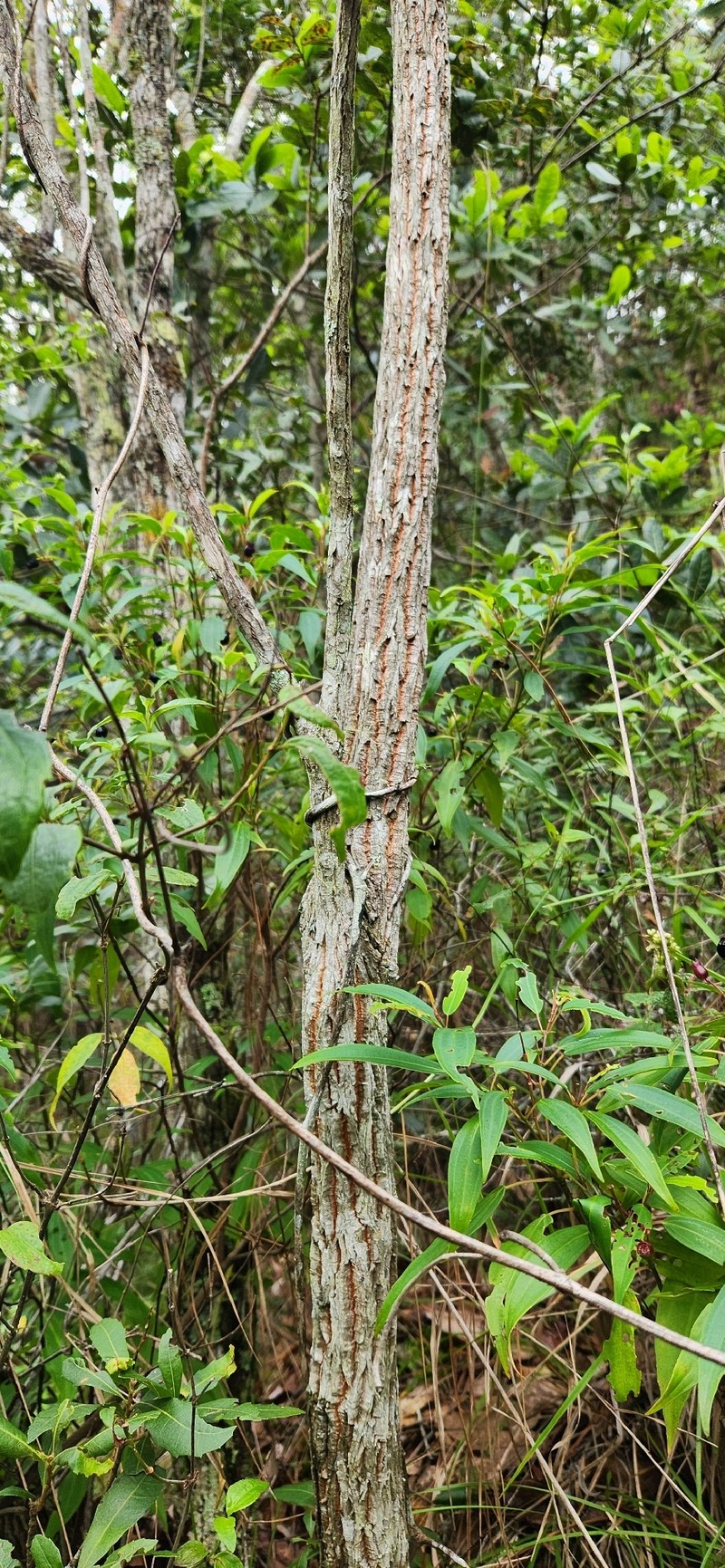 Agarista mexicana var. mexicana photo 2