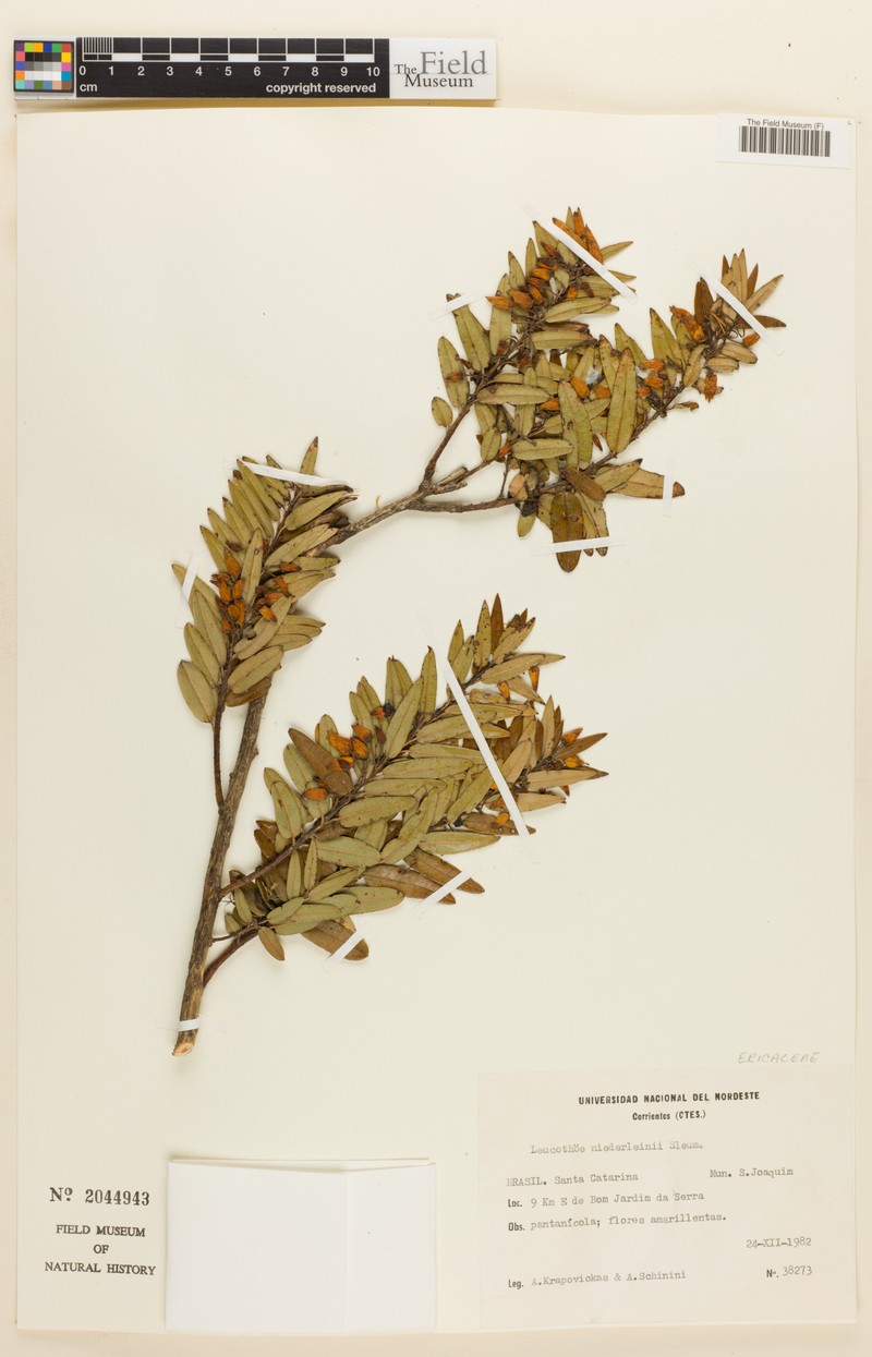 Agarista minensis