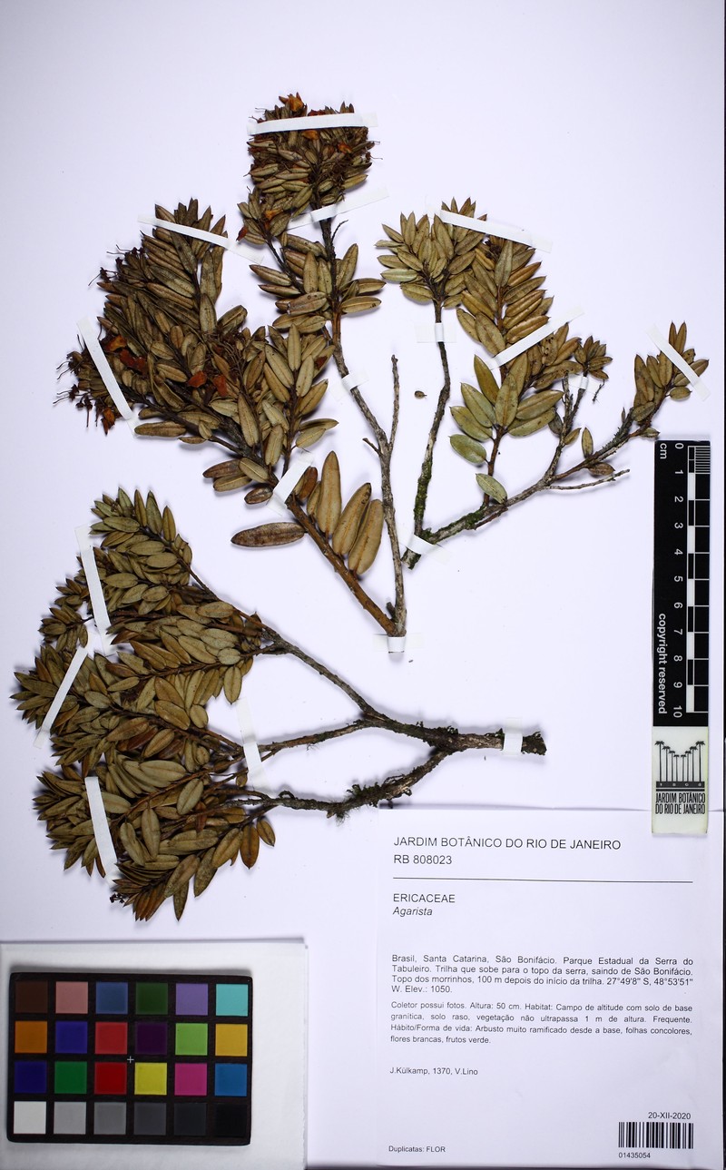 Agarista niederleinii