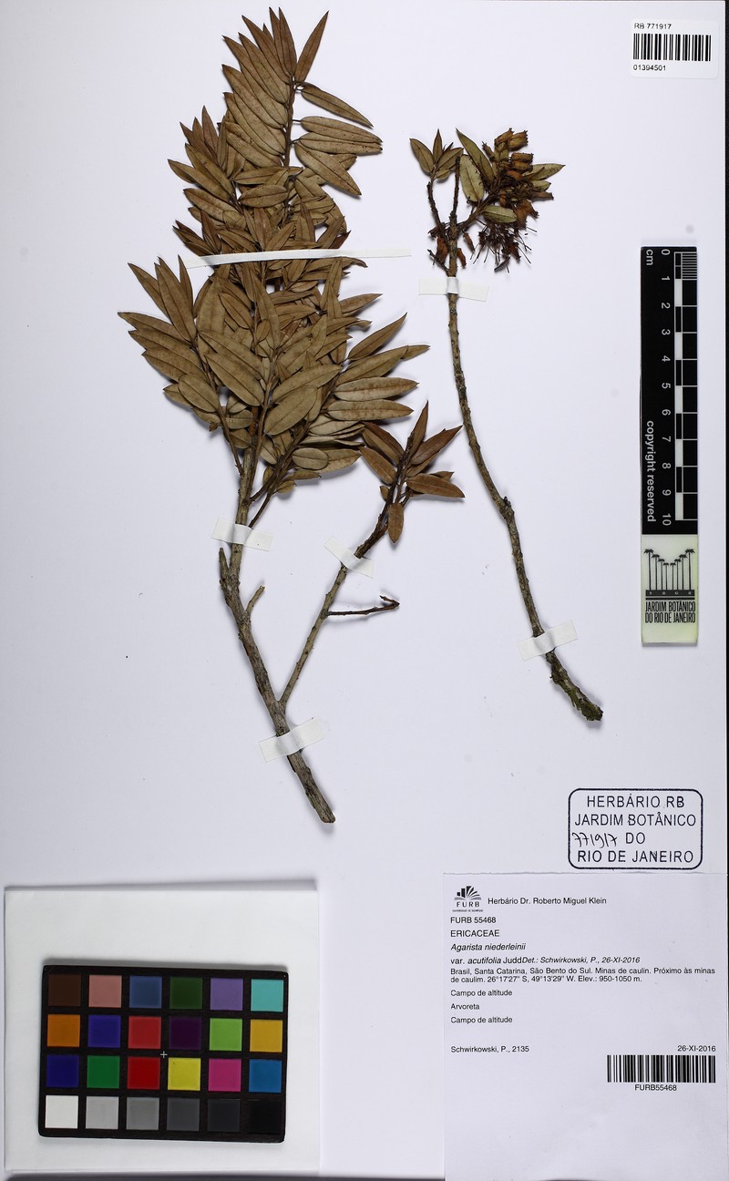 Agarista niederleinii photo 3