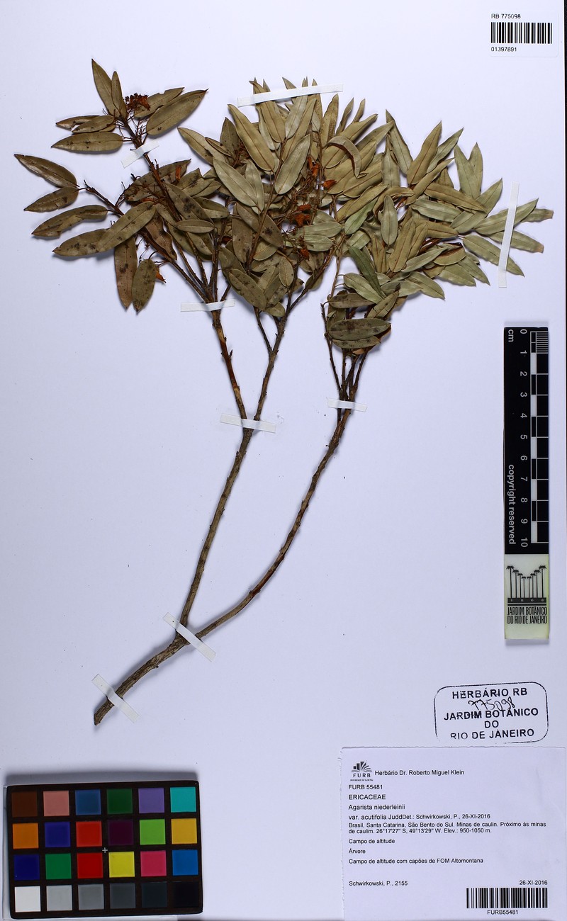 Agarista niederleinii photo 4