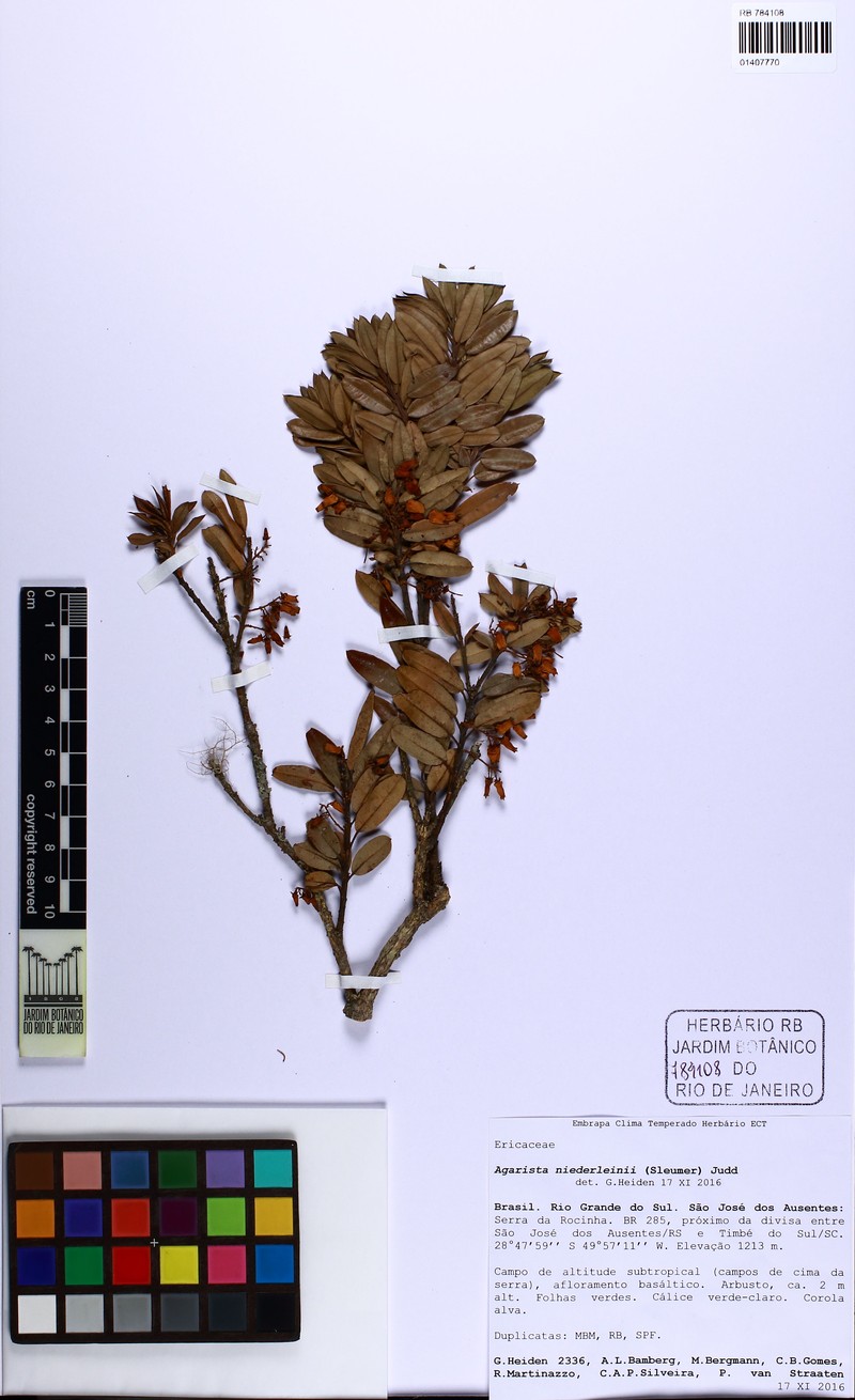 Agarista niederleinii photo 5