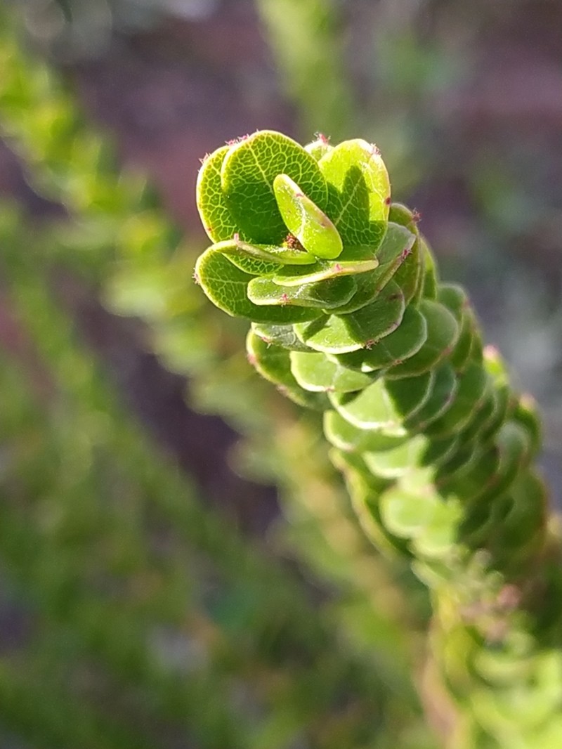 Agarista nummularia