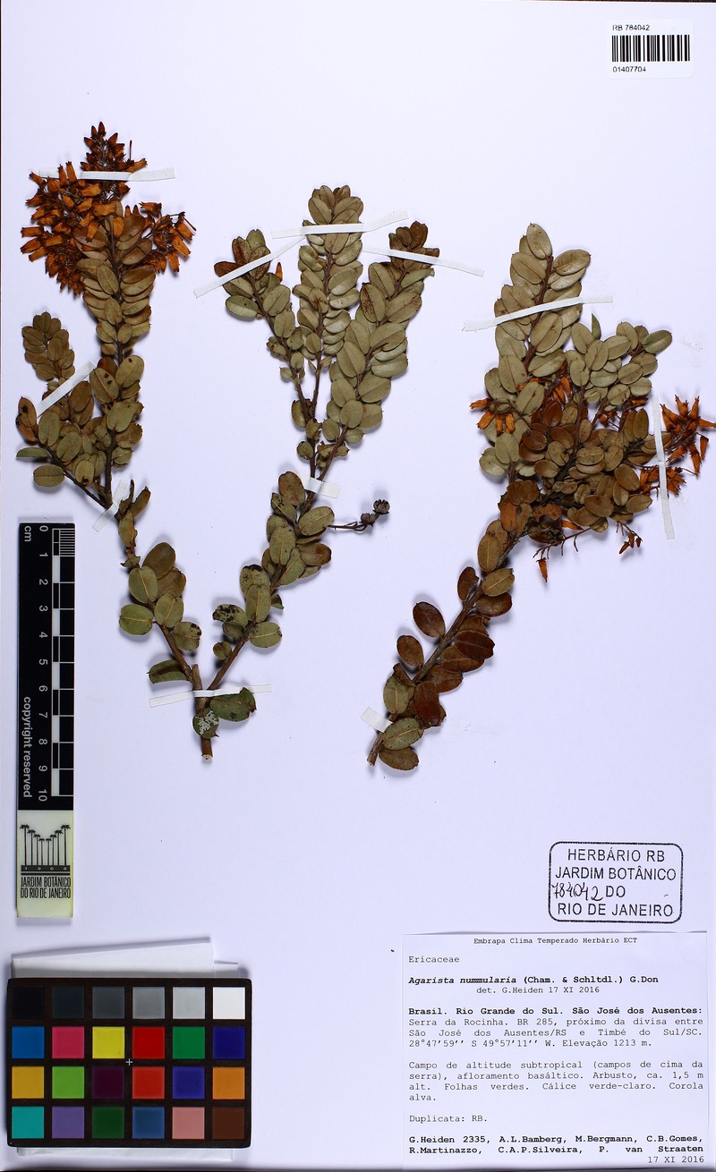 Agarista nummularia photo 2