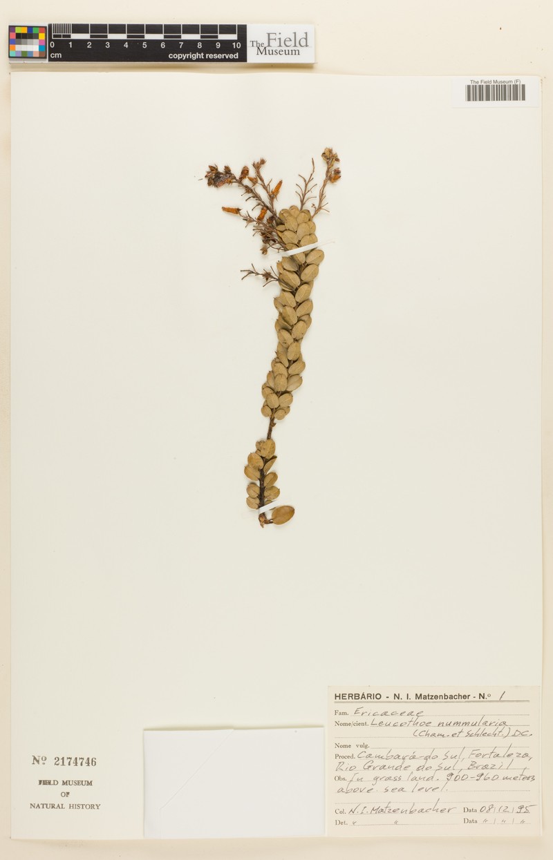 Agarista nummularia photo 3