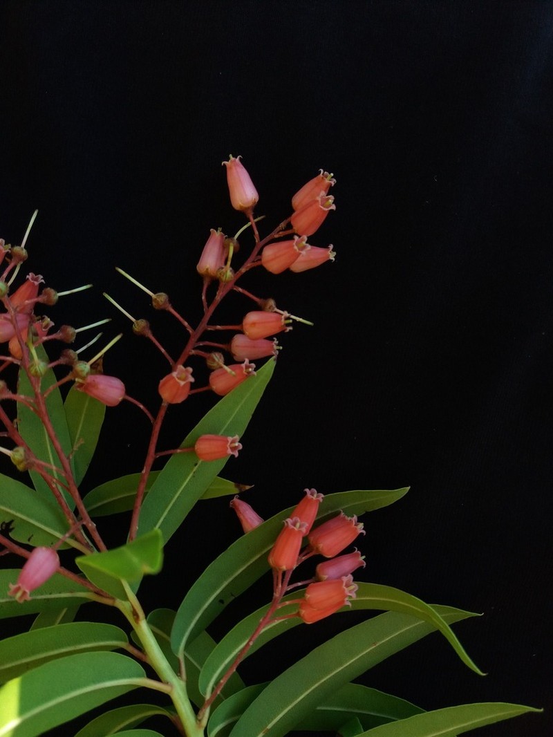 Agarista oleifolia
