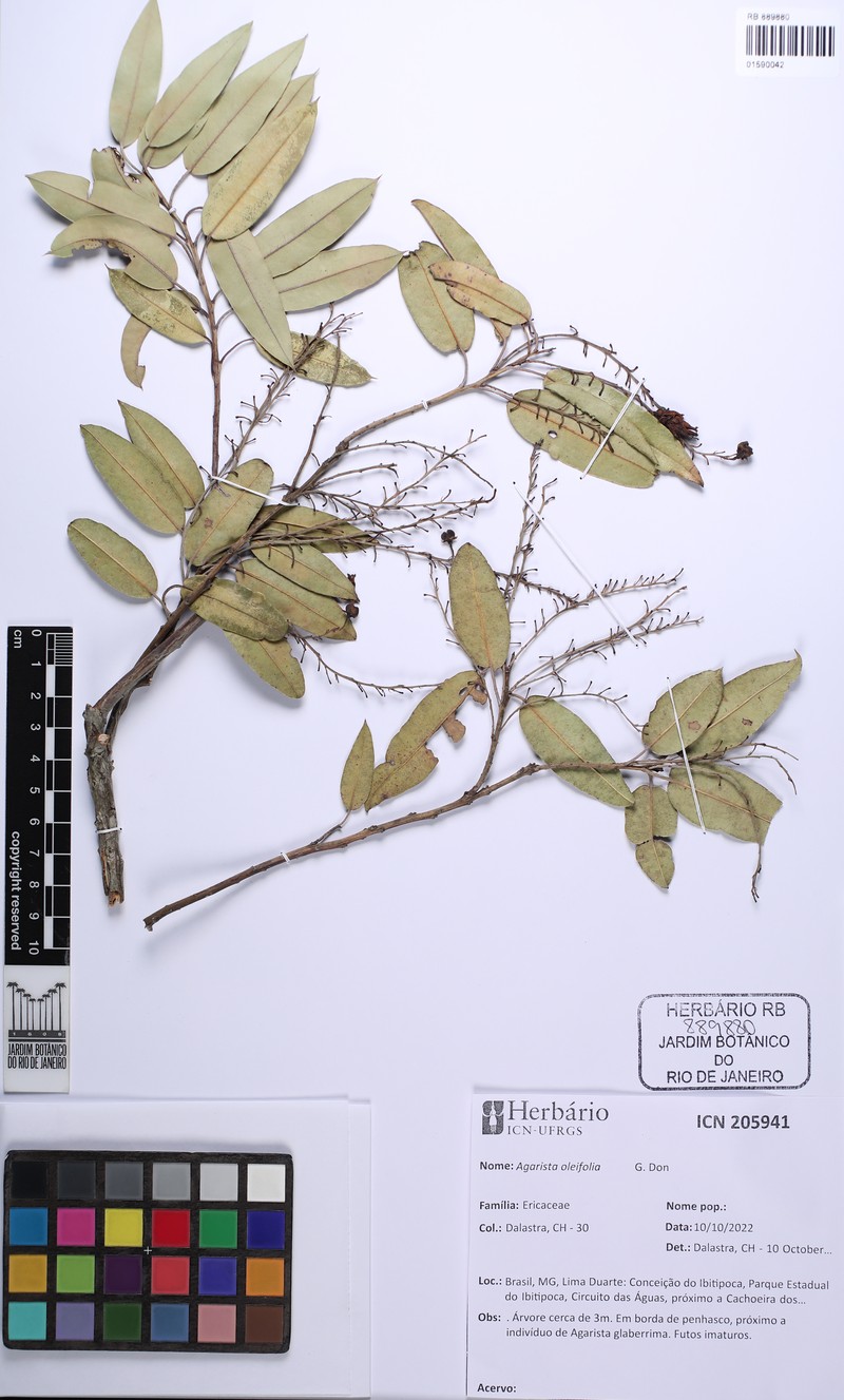 Agarista oleifolia photo 2