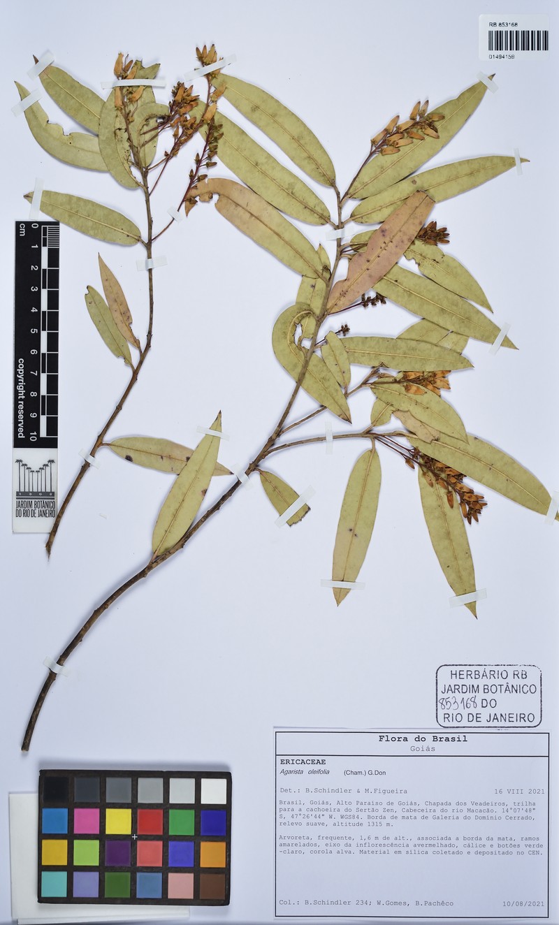 Agarista oleifolia photo 3