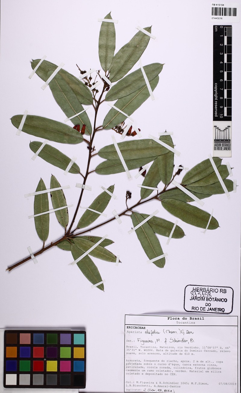 Agarista oleifolia photo 4