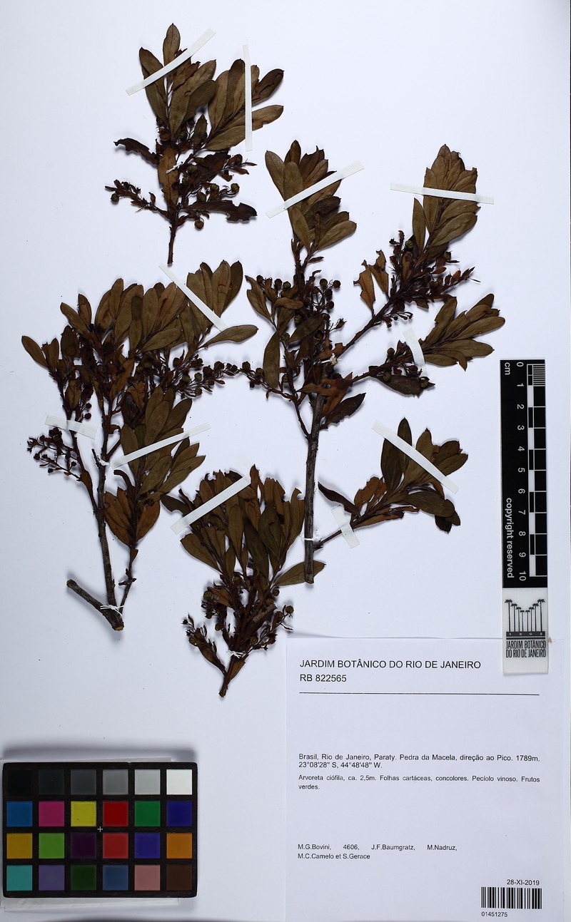 Agarista oleifolia photo 6