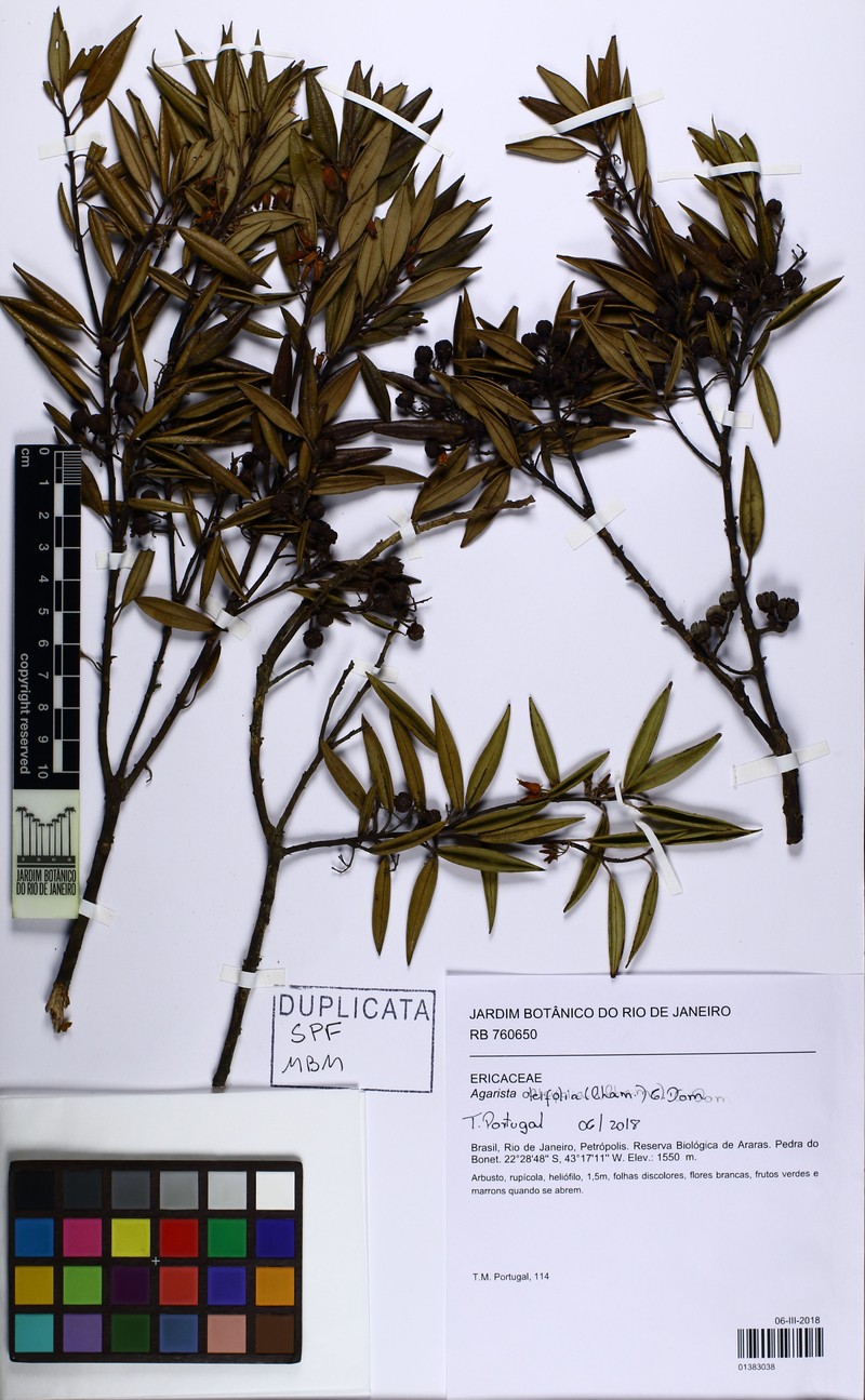 Agarista oleifolia photo 7