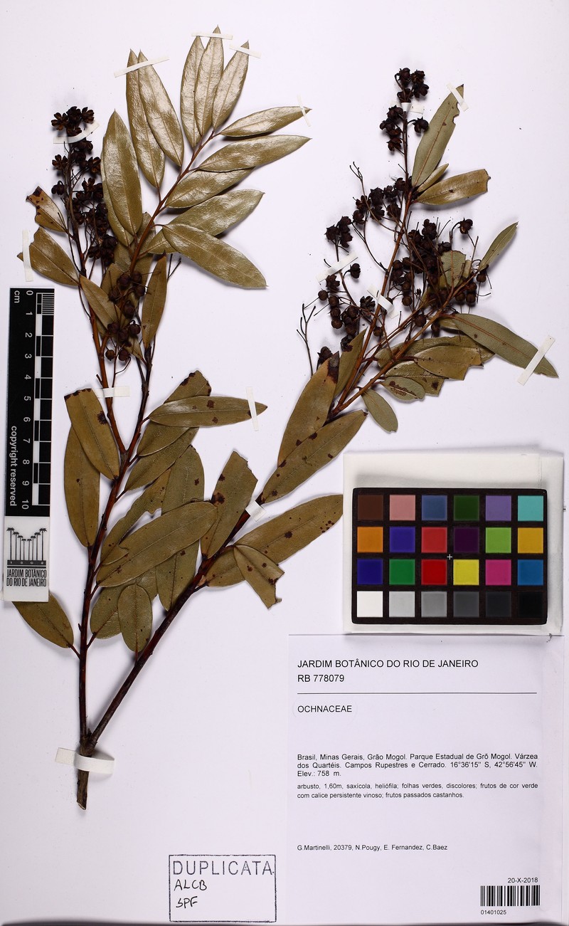 Agarista oleifolia photo 8
