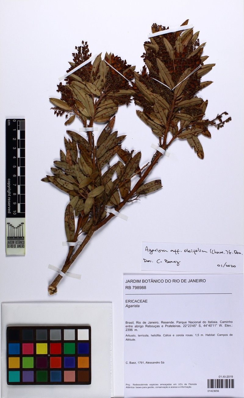 Agarista oleifolia var. oleifolia