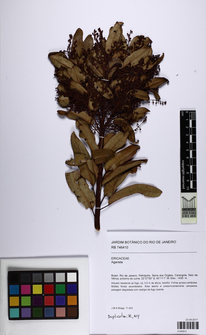 Agarista oleifolia var. oleifolia photo 2