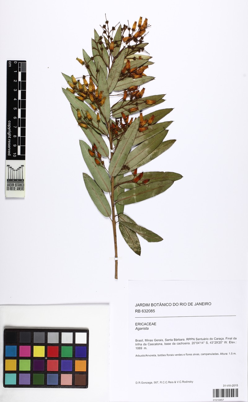 Agarista oleifolia var. oleifolia photo 3