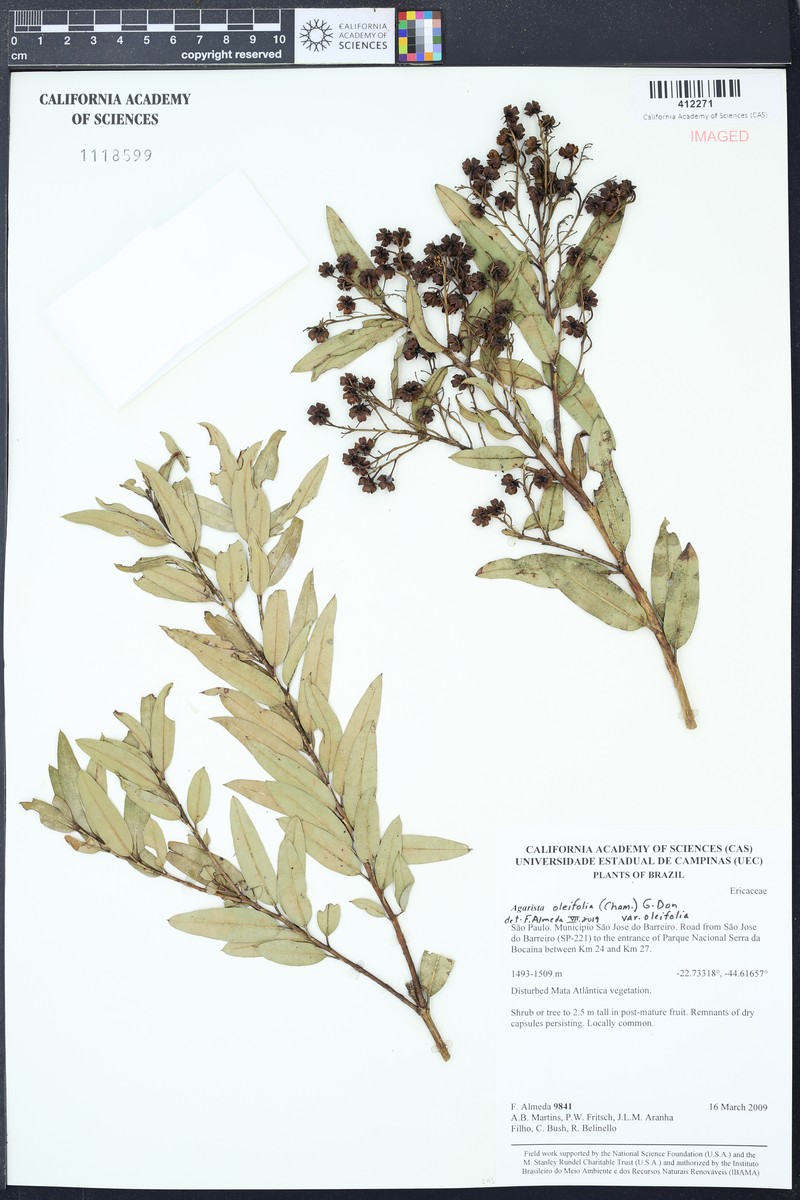Agarista oleifolia var. oleifolia photo 4