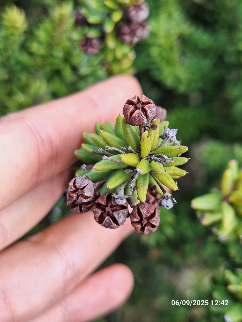 Agarista organensis
