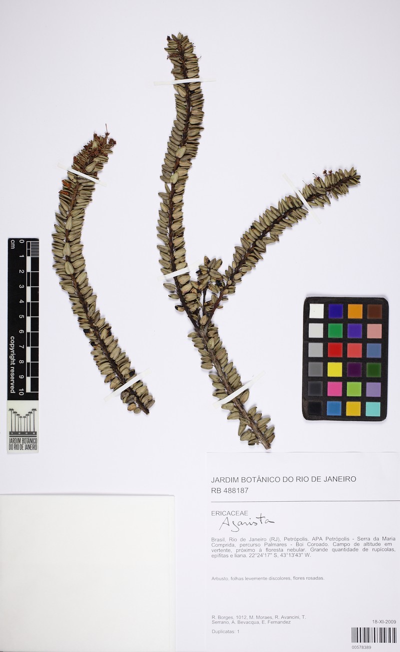 Agarista organensis photo 2