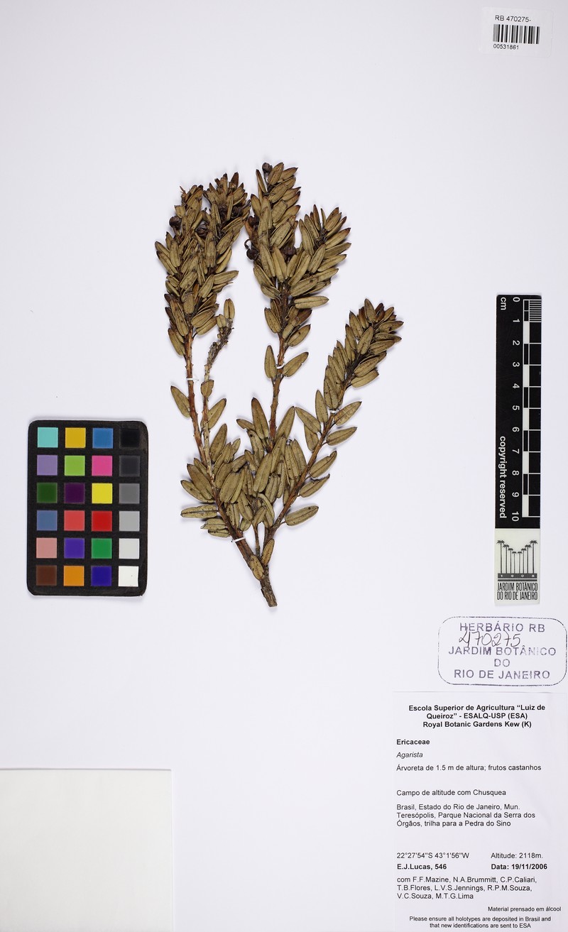 Agarista organensis photo 3
