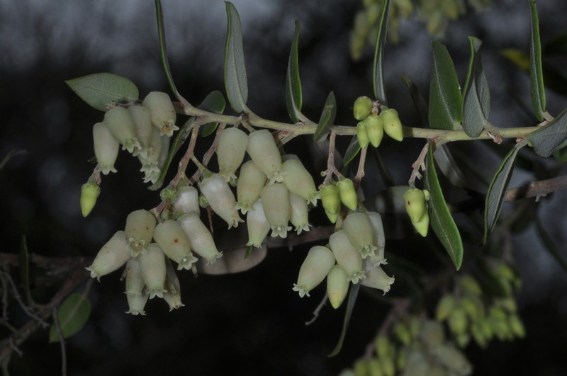 Agarista paraguayensis