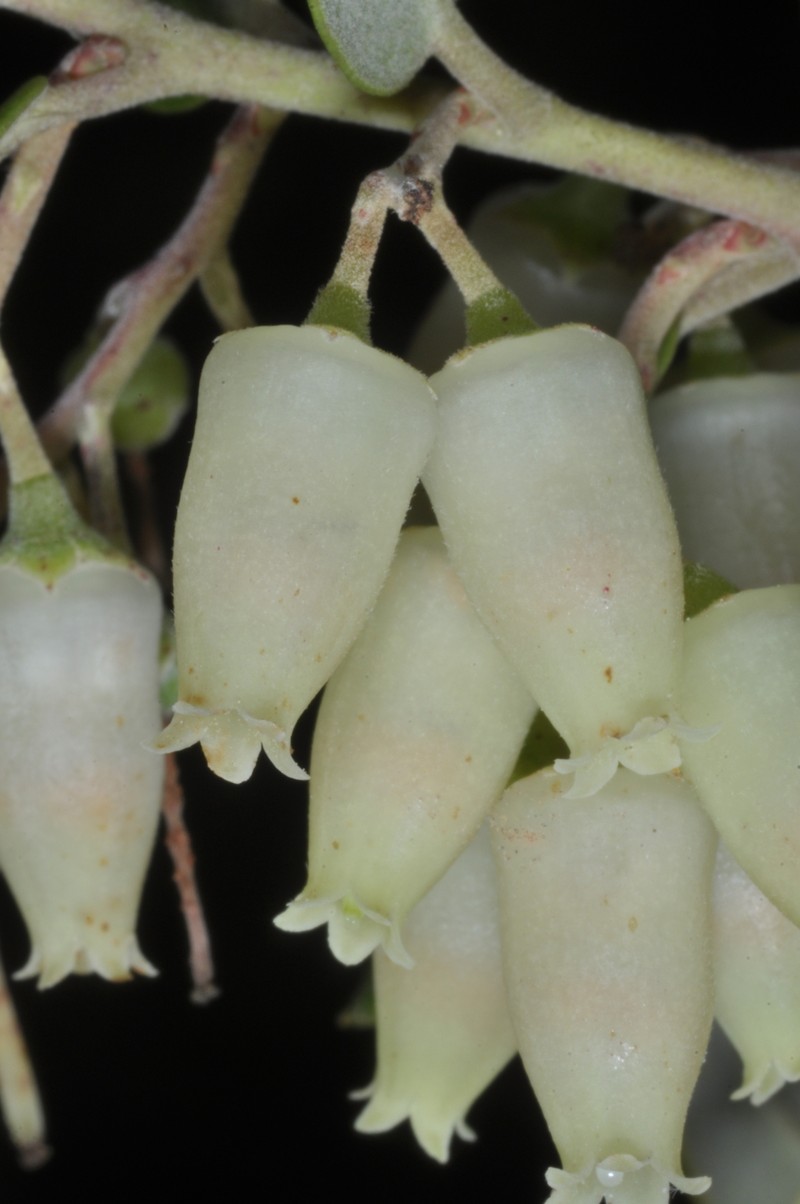 Agarista paraguayensis photo 2