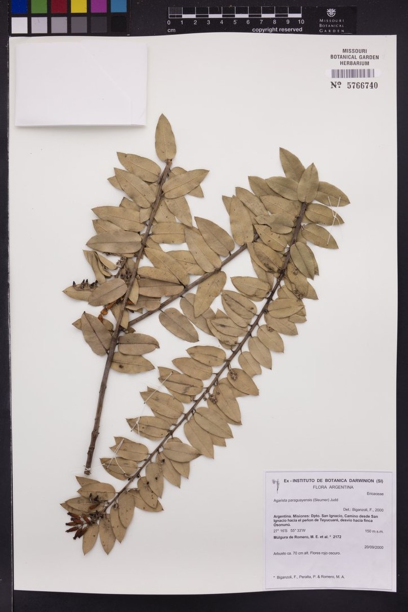 Agarista paraguayensis photo 3