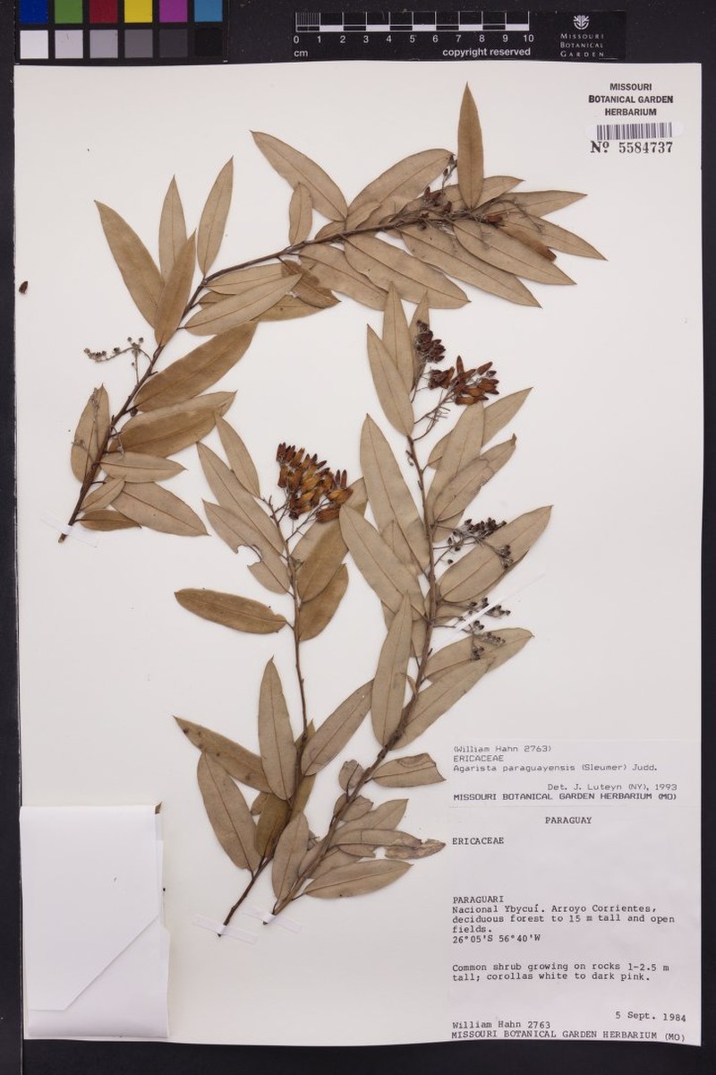 Agarista paraguayensis photo 4