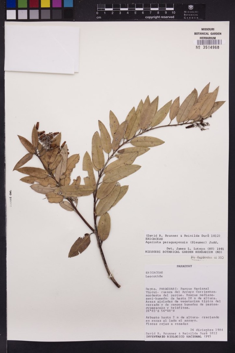 Agarista paraguayensis photo 5