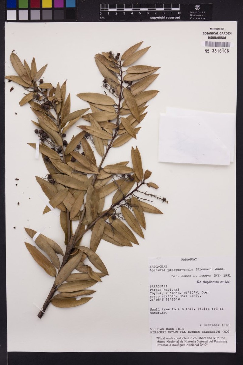 Agarista paraguayensis photo 6
