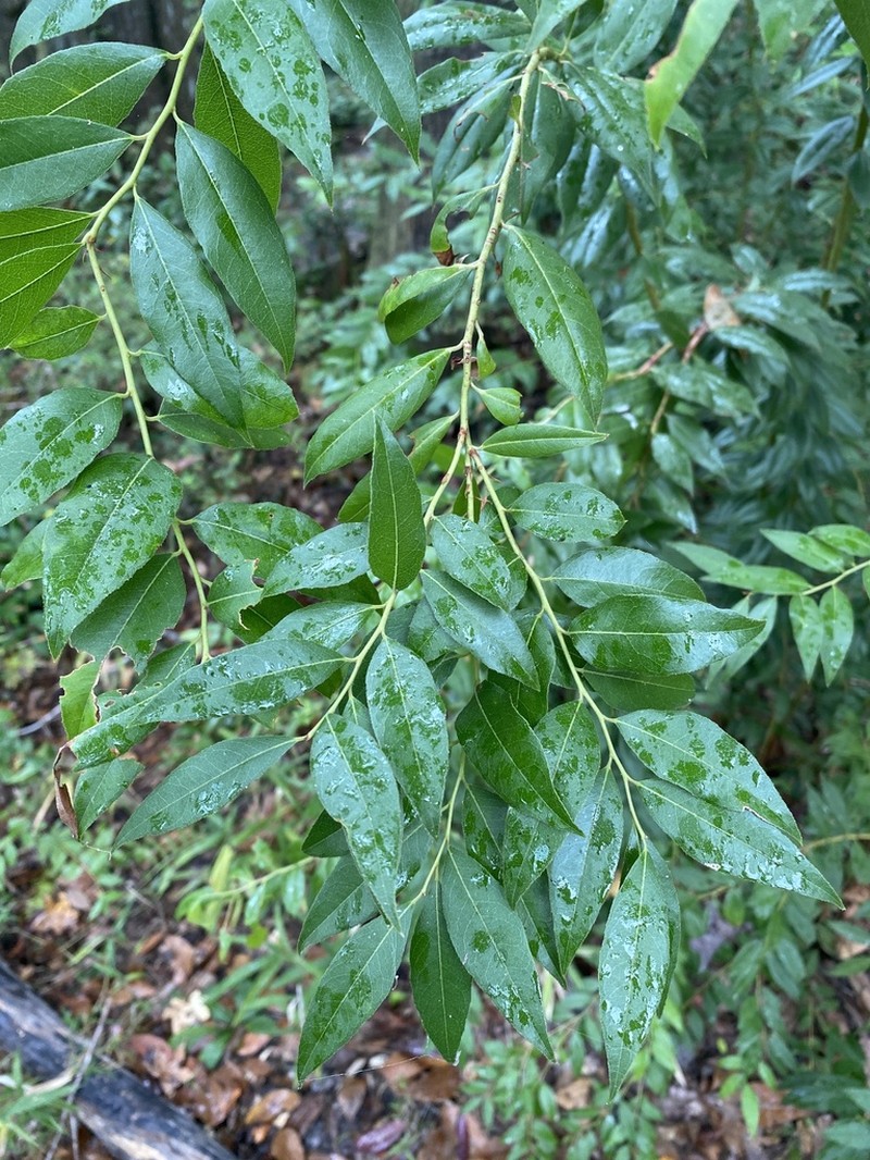 Florida Hobblebush photo 2