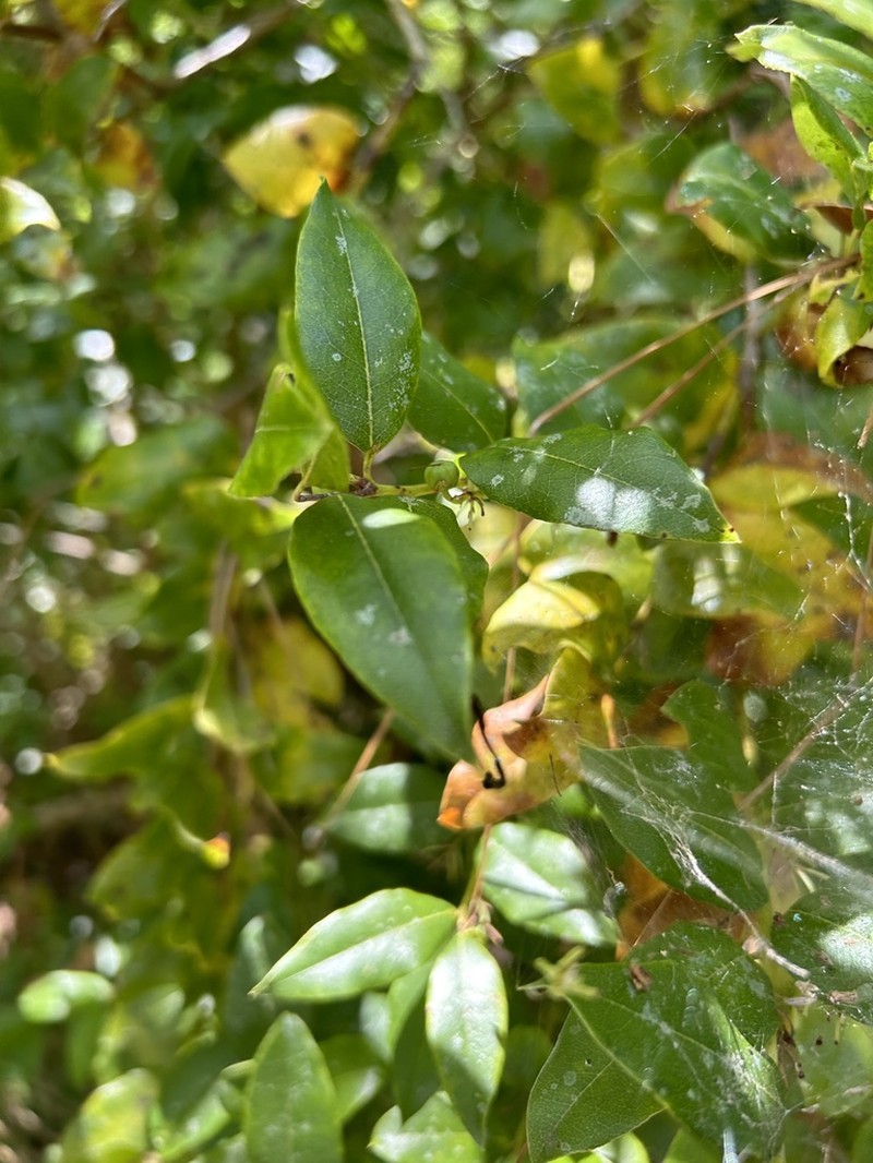 Florida Hobblebush photo 3